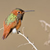Allen's Hummingbird